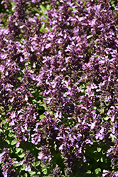 Pride Of Georgia Germander (Teucrium chamaedrys 'Pride Of Georgia') at Lakeshore Garden Centres