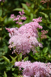 Queen Of The Prairie (Filipendula rubra) at Lakeshore Garden Centres