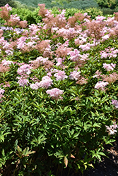 Queen Of The Prairie (Filipendula rubra) at Lakeshore Garden Centres