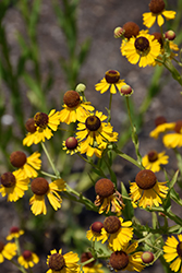 Purple-headed Sneezeweed (Helenium flexuosum) at Lakeshore Garden Centres