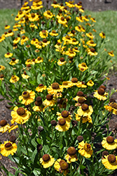 Purple-headed Sneezeweed (Helenium flexuosum) at Lakeshore Garden Centres