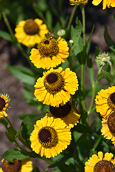 El Dorado Sneezeweed (Helenium 'El Dorado') at Lakeshore Garden Centres