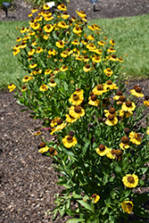 El Dorado Sneezeweed (Helenium 'El Dorado') at Lakeshore Garden Centres