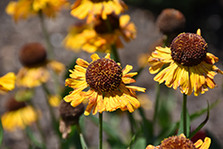 Wyndley Sneezeweed (Helenium 'Wyndley') at Lakeshore Garden Centres
