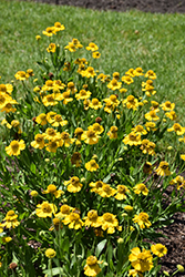 Pumilum Magnificum Sneezeweed (Helenium autumnale 'Pumilum Magnificum') at Lakeshore Garden Centres