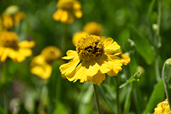 Pumilum Magnificum Sneezeweed (Helenium autumnale 'Pumilum Magnificum') at Lakeshore Garden Centres
