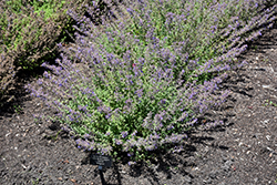Junior Walker Catmint (Nepeta x faassenii 'Novanepjun') at Peter Knippel Garden Centre