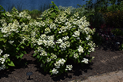 White Diamonds Hydrangea (Hydrangea paniculata 'HYPMAD I') at Lakeshore Garden Centres