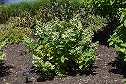 Passionate Hydrangea (Hydrangea paniculata 'Paszam') at Lakeshore Garden Centres
