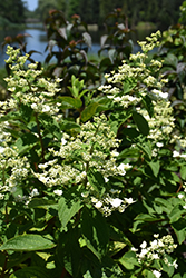 Passionate Hydrangea (Hydrangea paniculata 'Paszam') at Lakeshore Garden Centres