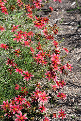 Center Stage Tickseed (Coreopsis 'Center Stage') at Lakeshore Garden Centres
