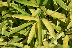 Chrysophyllus Bamboo (Pleioblastus viridistriatus 'var. chrysophyllus') at Lakeshore Garden Centres