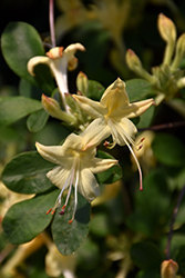 Weston's Lemon Drop Azalea (Rhododendron 'Weston's Lemon Drop') at Lakeshore Garden Centres