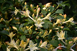 Weston's Lemon Drop Azalea (Rhododendron 'Weston's Lemon Drop') at Lakeshore Garden Centres