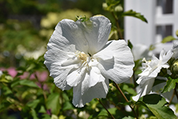 White Chiffon Rose of Sharon (Hibiscus syriacus 'Notwoodtwo') at Peter Knippel Garden Centre