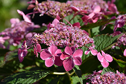 Edgy Orbits Hydrangea (Hydrangea macrophylla 'Harbits') at Lakeshore Garden Centres