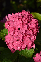 Pink Shira Hydrangea (Hydrangea macrophylla 'Sonmarie') at Lakeshore Garden Centres