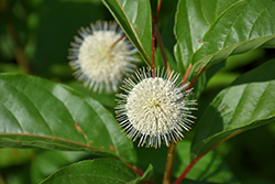 Magical Moonlight Button Bush (Cephalanthus occidentalis 'Magical Moonlight') at Lakeshore Garden Centres