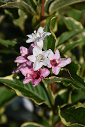 Suzanne Weigela (Weigela florida 'Suzanne') at Lakeshore Garden Centres