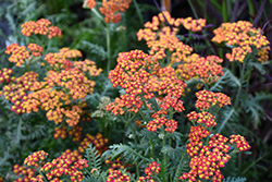 Walther Funcke Yarrow (Achillea millefolium 'Walther Funcke') at Lakeshore Garden Centres