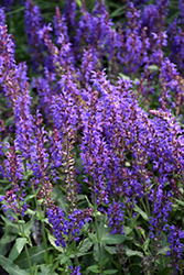 Wesuwe Meadow Sage (Salvia nemorosa 'Wesuwe') at Lakeshore Garden Centres