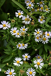 Dwarf Boltonia (Boltonia asteroides var. latisquama 'Nana') at Lakeshore Garden Centres