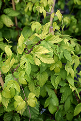 Summer Shandy Hops (Humulus lupulus 'Sumner') at Lakeshore Garden Centres
