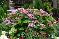 Edgy Orbits Hydrangea (Hydrangea macrophylla 'Harbits') at Lakeshore Garden Centres