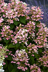 Quick Fire Hydrangea (Hydrangea paniculata 'Bulk') at Golden Acre Home & Garden