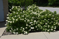 Tickled Pink Hydrangea (Hydrangea paniculata 'HYPMAD II') at Lakeshore Garden Centres
