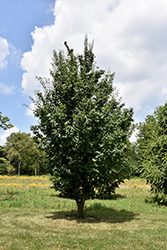 Pekin Lilac (Syringa pekinensis) at Lakeshore Garden Centres
