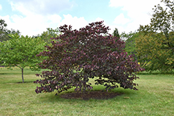 Forest Pansy Redbud (Cercis canadensis 'Forest Pansy') at Mainescape Nursery