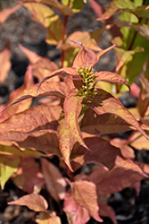 Kodiak Spiced Diervilla (Diervilla 'SMNDSF') at Lakeshore Garden Centres