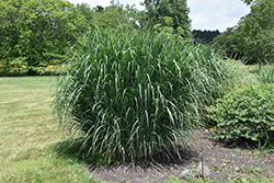 Dewey Blue Switch Grass (Panicum amarum 'Dewey Blue') at Lakeshore Garden Centres