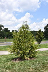 Deer Proof Giant Arborvitae (Thuja plicata 'KLMfive') at Lakeshore Garden Centres