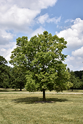 Prairie Pride Common Hackberry (Celtis occidentalis 'Prairie Pride') at Lakeshore Garden Centres