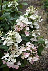 Mega Mindy Hydrangea (Hydrangea paniculata 'Ilvomindy') at Lakeshore Garden Centres