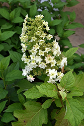 Gatsby Star Hydrangea (Hydrangea quercifolia 'Doughill') at Lakeshore Garden Centres