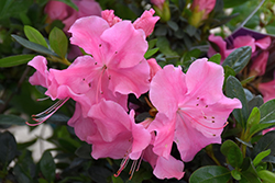 Bloom-A-ThonPink Adoration&trade Azalea (Rhododendron 'RLH1-7P14') at Lakeshore Garden Centres