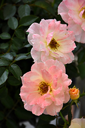Oso Easy Italian Ice Rose (Rosa 'Chewnicebell') at Green Thumb Garden Centre