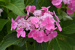 Let's Dance Starlight Hydrangea (Hydrangea macrophylla 'Lynn') at Lakeshore Garden Centres