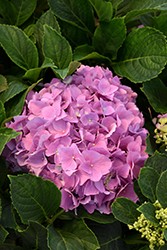 L.A. Dreamin' Hydrangea (Hydrangea macrophylla 'Lindsey Ann') at Lakeshore Garden Centres