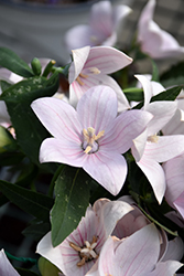 Fuji Pink Balloon Flower (Platycodon grandiflorus 'Fuji Pink') at Lakeshore Garden Centres