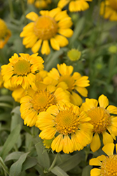 Gallo Yellow Blanket Flower (Gaillardia aristata 'KIEGALYEL') at Lakeshore Garden Centres