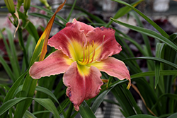 Stolen Treasure Daylily (Hemerocallis 'Stolen Treasure') at Lakeshore Garden Centres