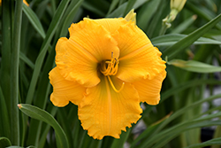 Elegant Explosion Daylily (Hemerocallis 'Elegant Explosion') at Lakeshore Garden Centres