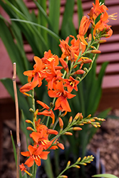 Emily McKenzie Crocosmia (Crocosmia 'Emily McKenzie') at Peter Knippel Garden Centre