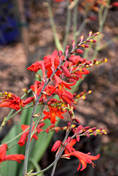 Emberglow Crocosmia (Crocosmia 'Emberglow') at Lakeshore Garden Centres