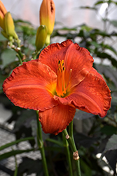 Desert Flame Daylily (Hemerocallis 'Desert Flame') at Lakeshore Garden Centres