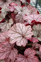 Vienna Coral Bells (Heuchera 'Vienna') at Lakeshore Garden Centres